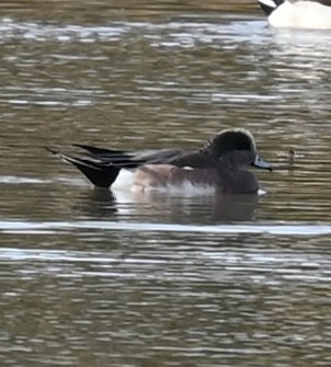 Свищ американський - ML644649393