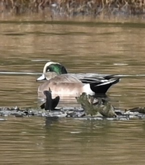 Свищ американський - ML644649394