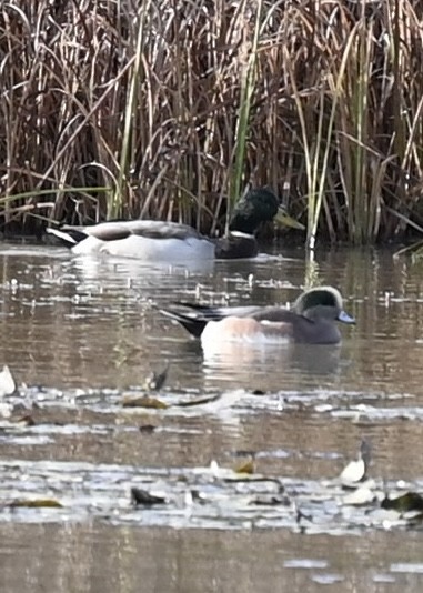 Свищ американський - ML644649395