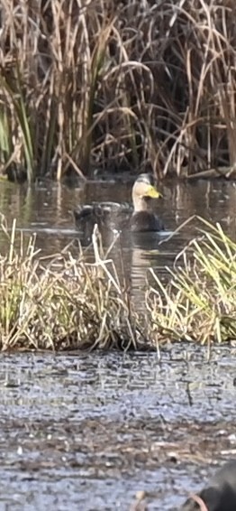 American Black Duck - ML644649408