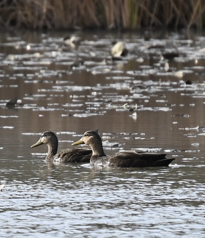 American Black Duck - ML644649409