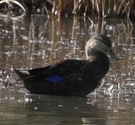 American Black Duck - ML644649410