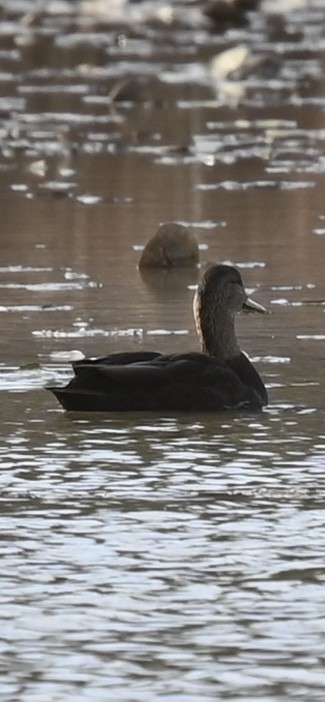 American Black Duck - ML644649411