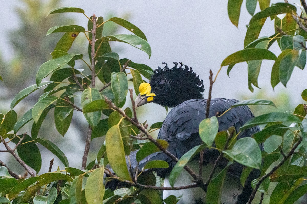 Большой кракс - ML644649415