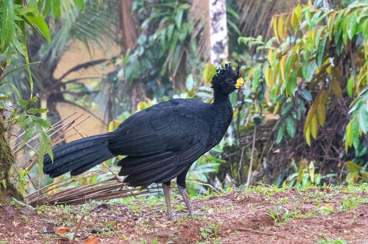 Большой кракс - ML644649416