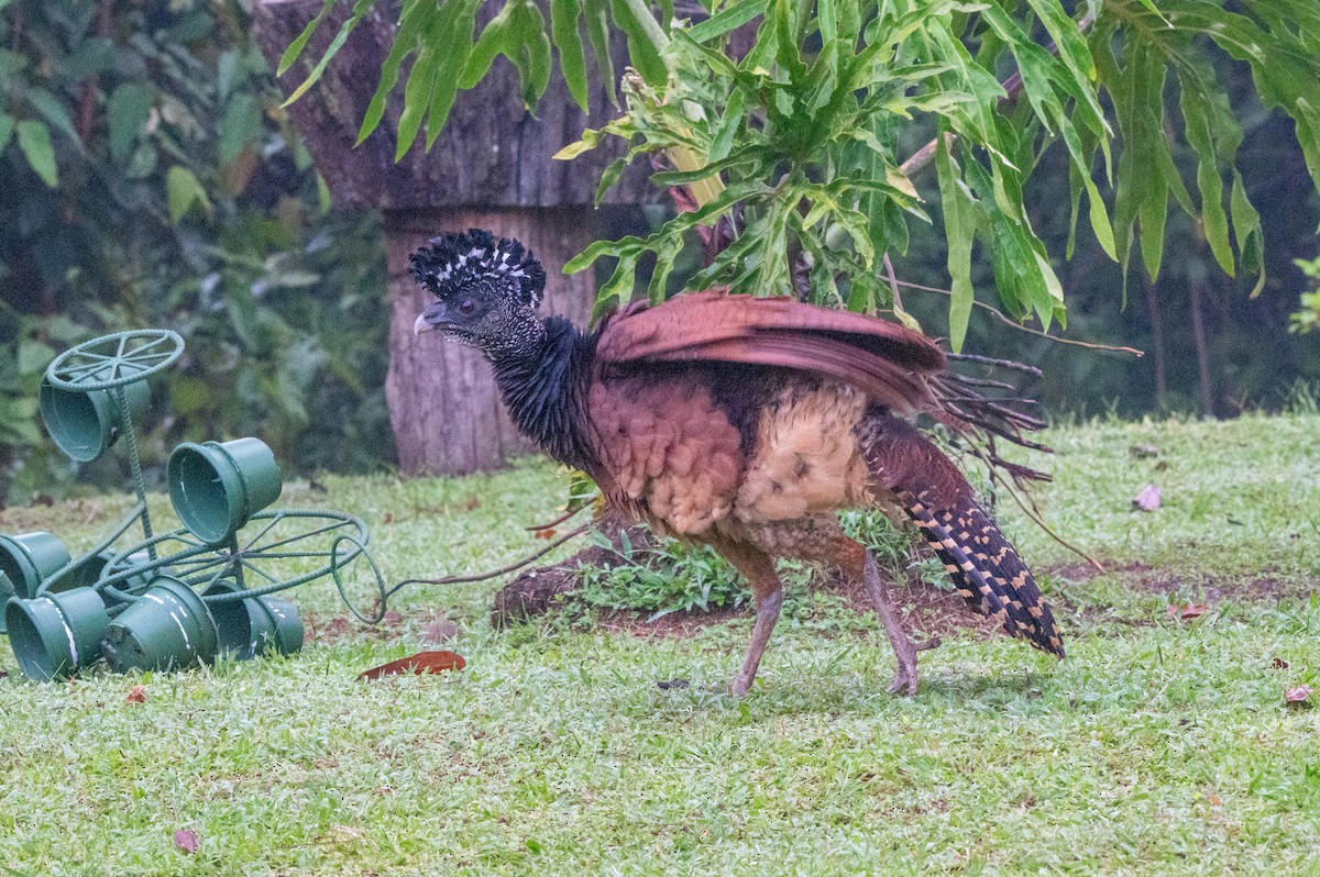 Pavón Norteño - ML644649417