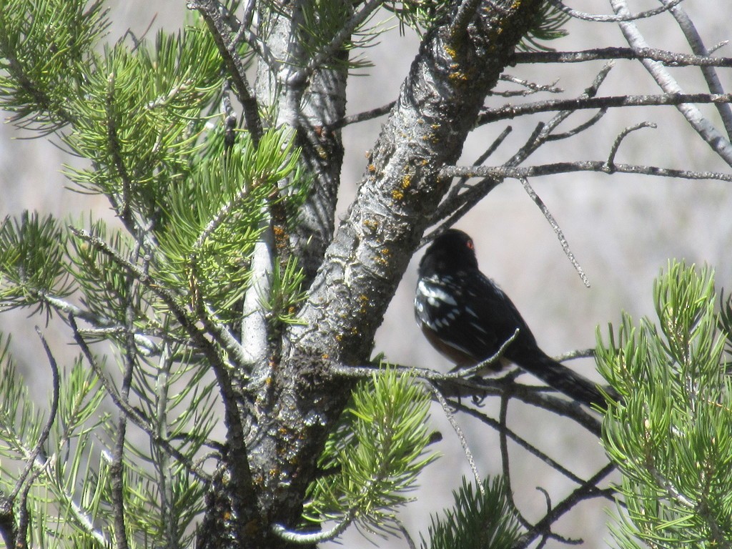 Spotted Towhee - ML644649422