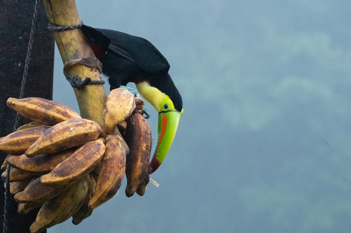 Keel-billed Toucan - ML644649432
