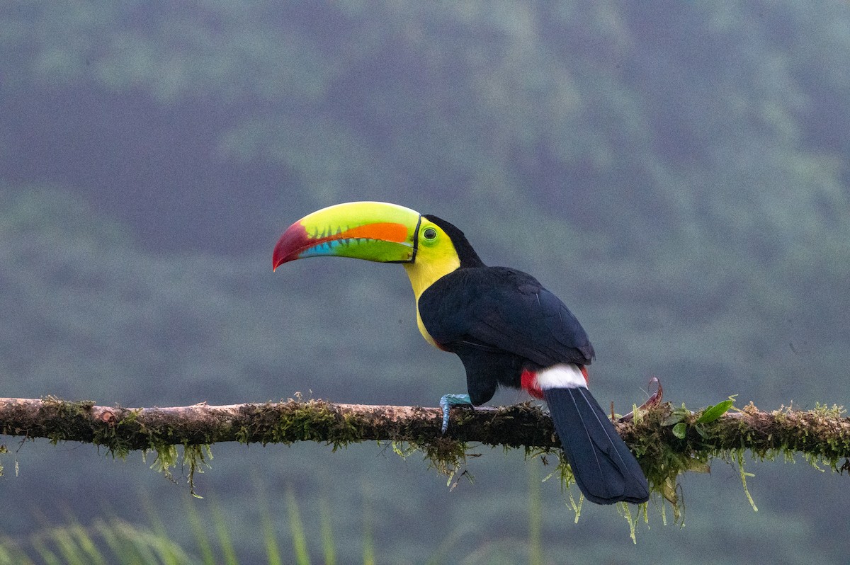Keel-billed Toucan - ML644649433