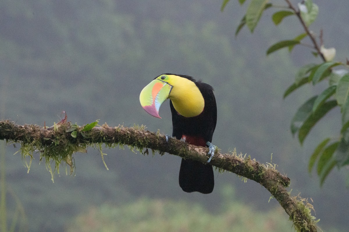 Keel-billed Toucan - ML644649434