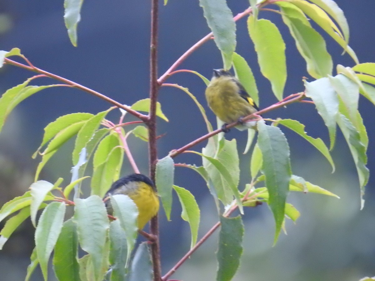 Yellow-bellied Siskin - ML644649438