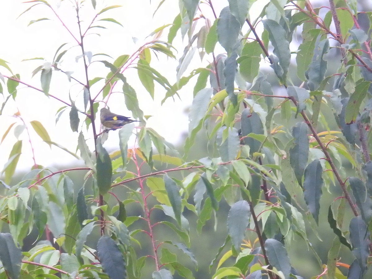 Yellow-bellied Siskin - ML644649439