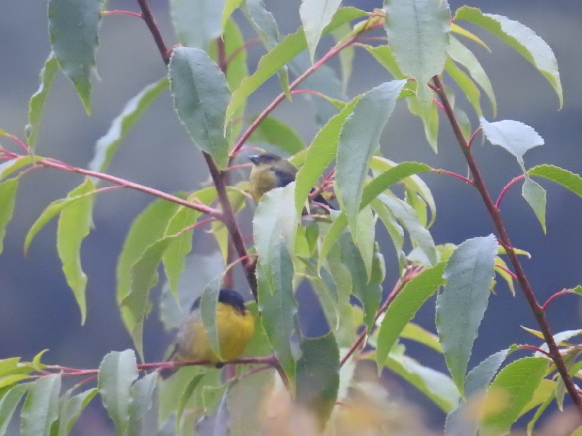 Yellow-bellied Siskin - ML644649442
