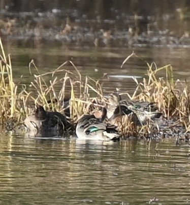 Green-winged Teal - ML644649443
