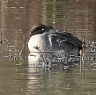 Green-winged Teal - ML644649444