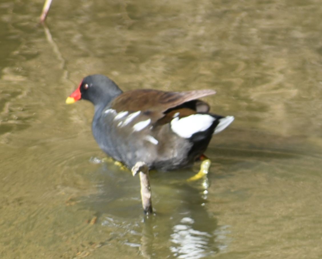 Sutavuğu - ML644649446