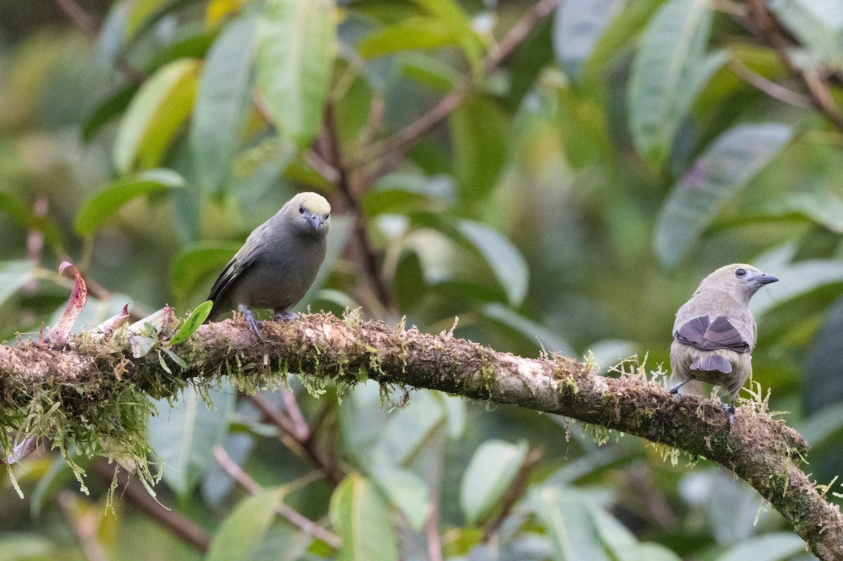 Пальмовая танагра - ML644649447