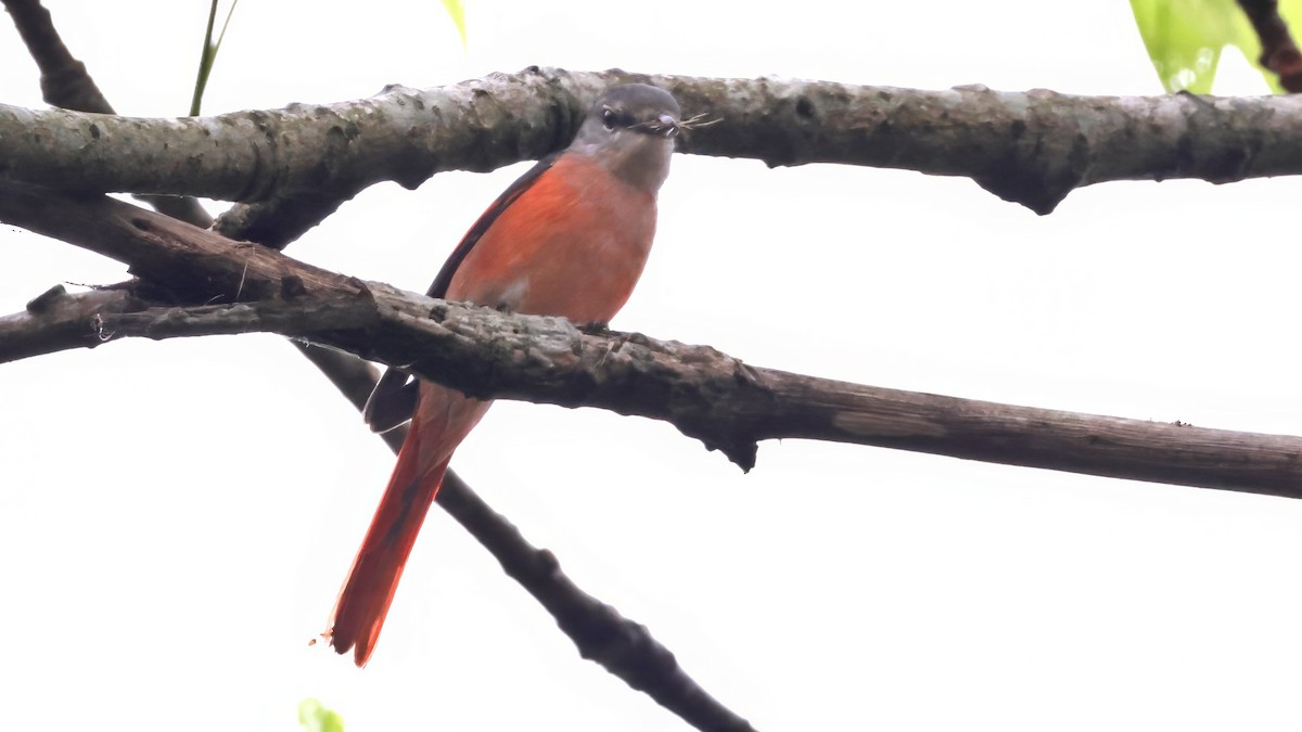 Розовый личинкоед - ML644649452