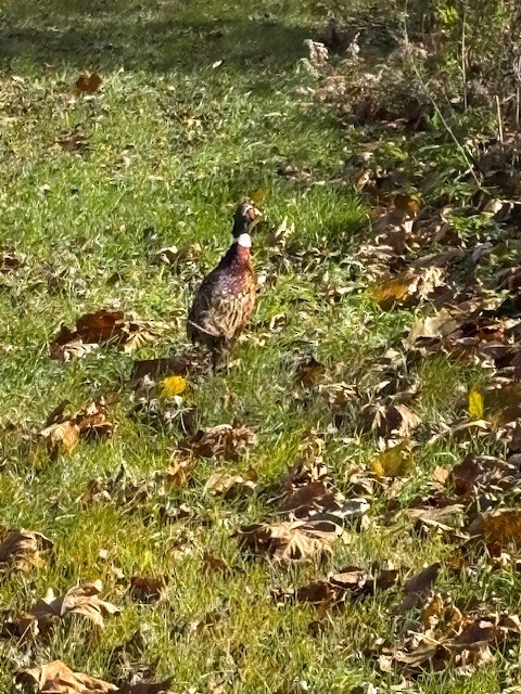 Ring-necked Pheasant - ML644649454