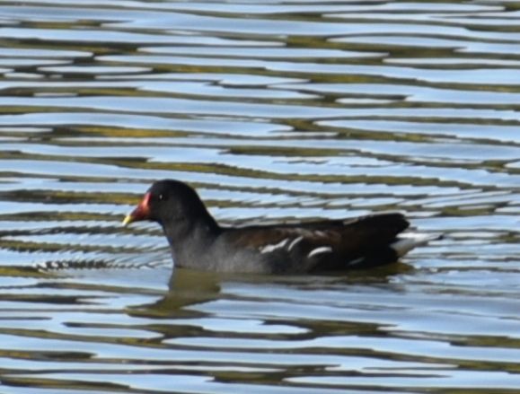 Sutavuğu - ML644649455