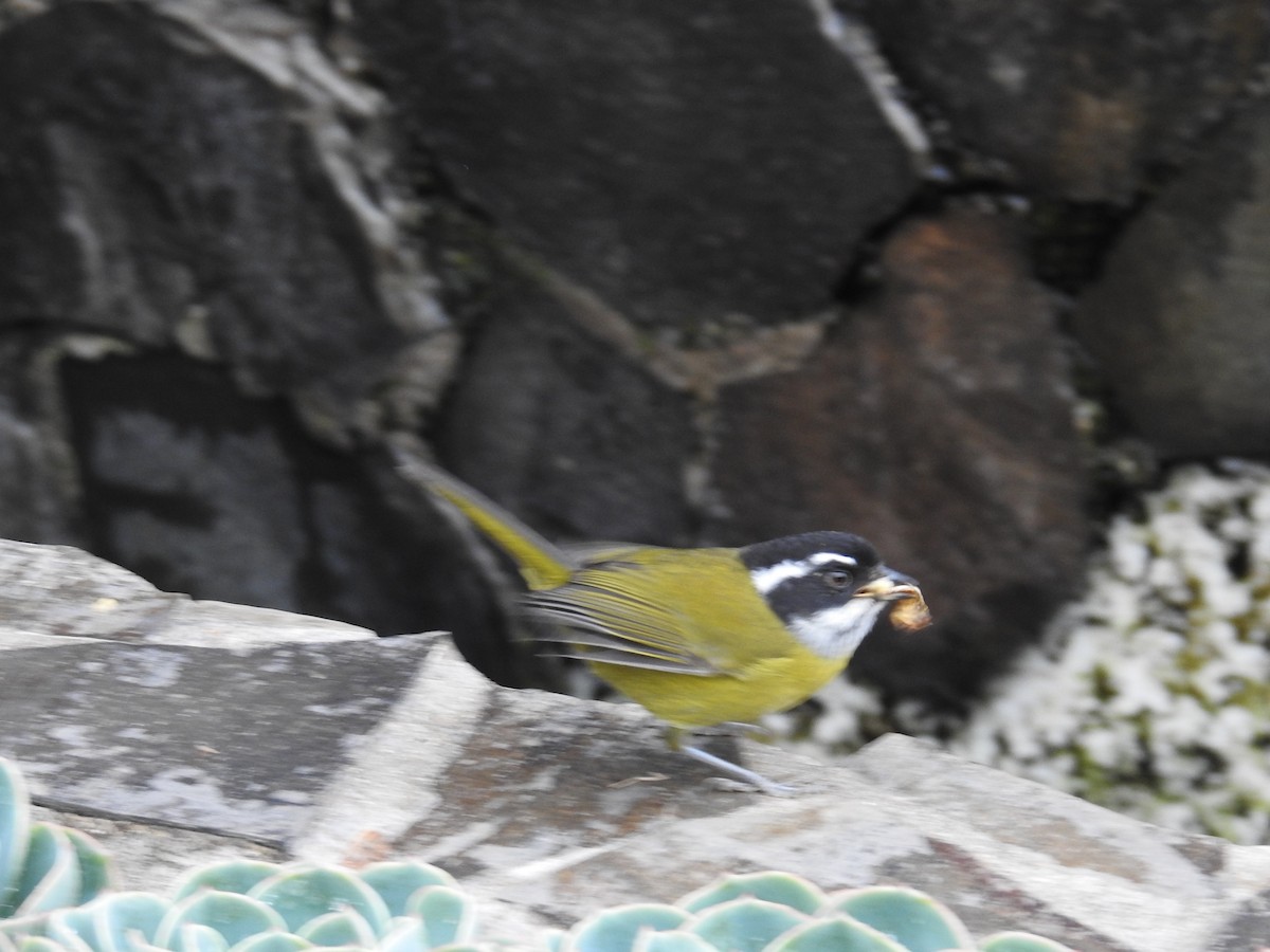 Sooty-capped Chlorospingus - ML644649459