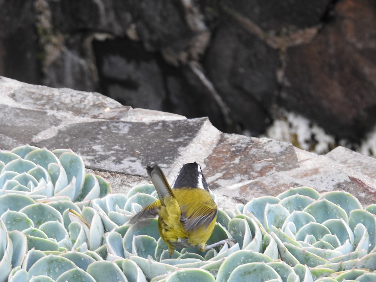 Sooty-capped Chlorospingus - ML644649460