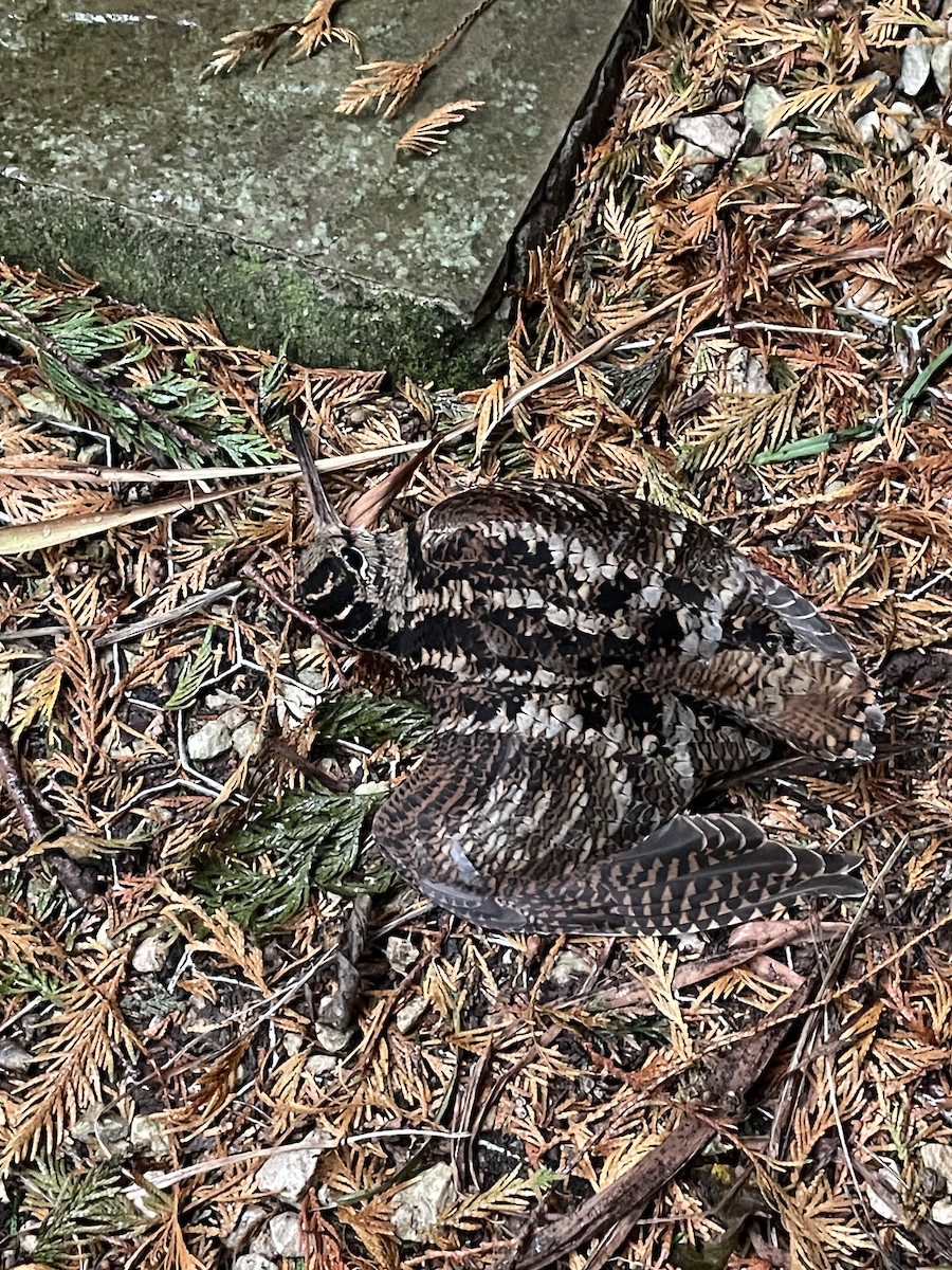Eurasian Woodcock - ML644649461