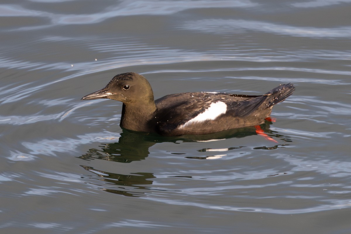 Black Guillemot (grylle Group) - ML644649464
