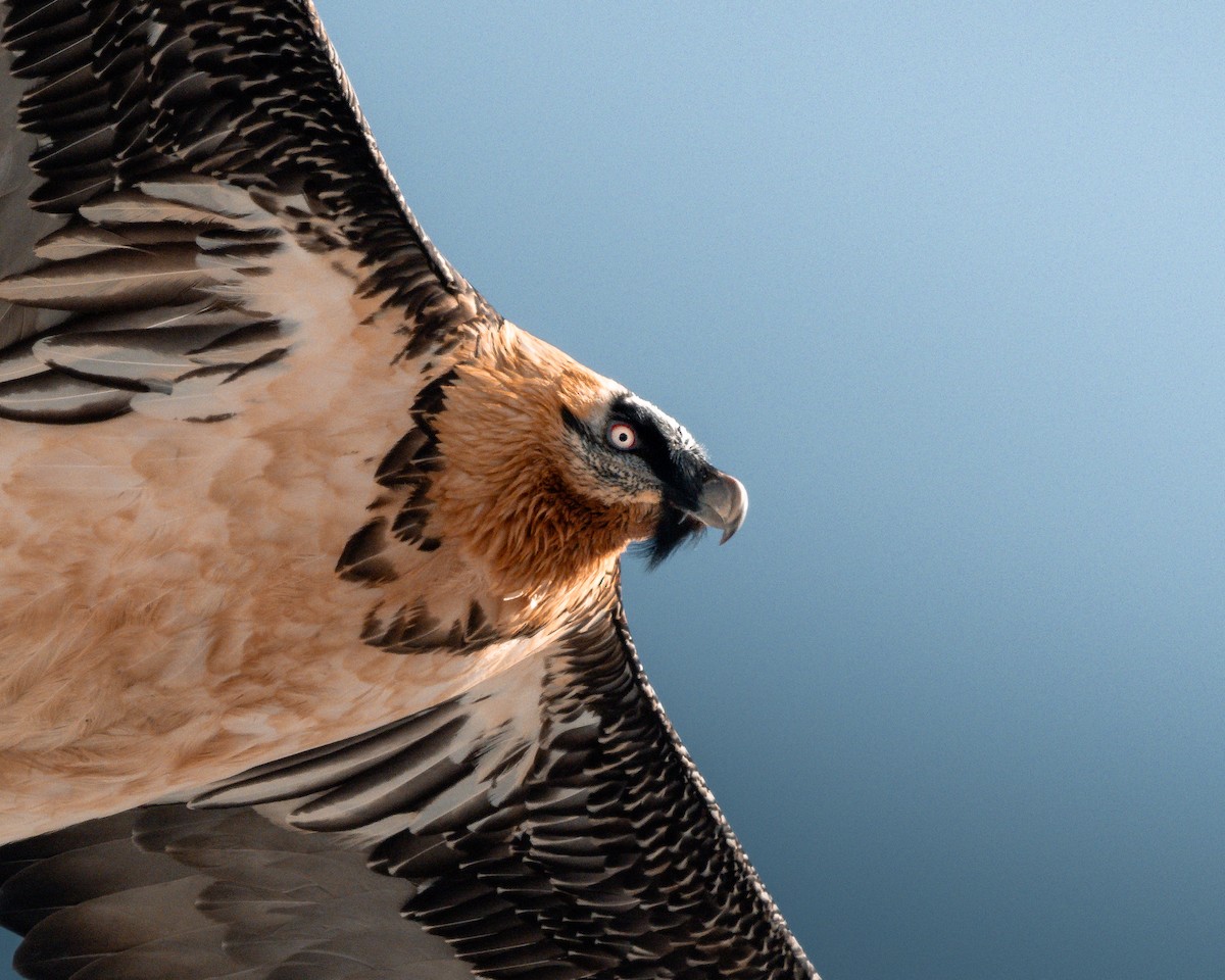 orlosup bradatý - ML644649465