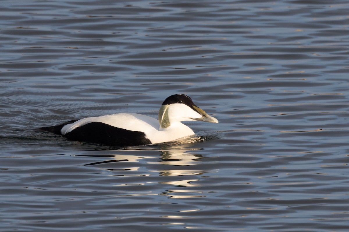 Гага - ML644649466