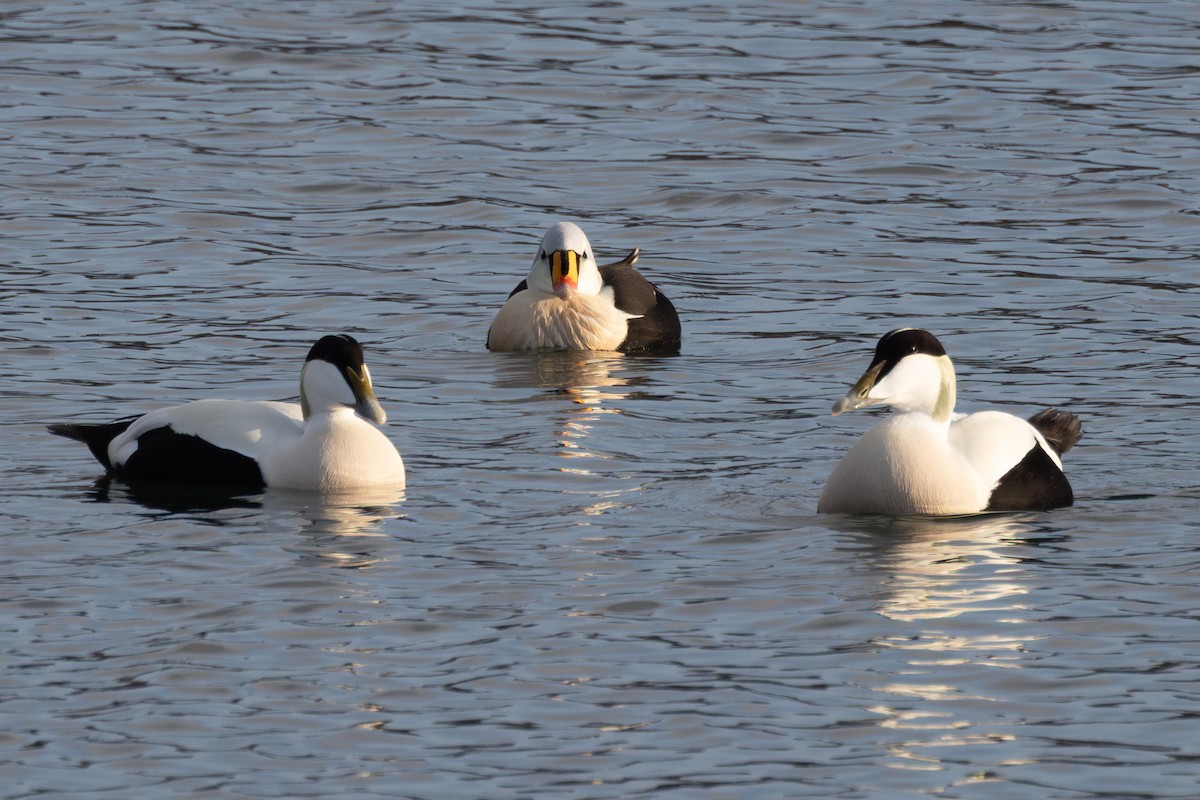 Гага-гребенушка - ML644649467