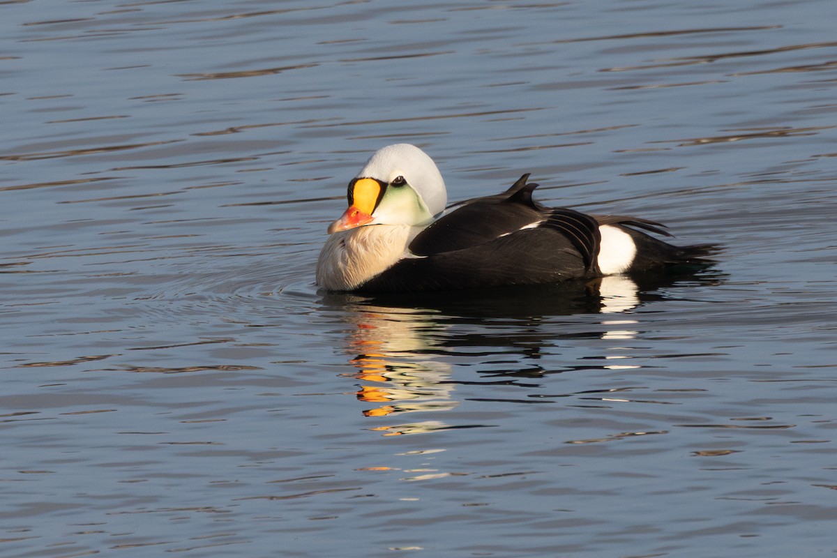 Гага-гребенушка - ML644649468