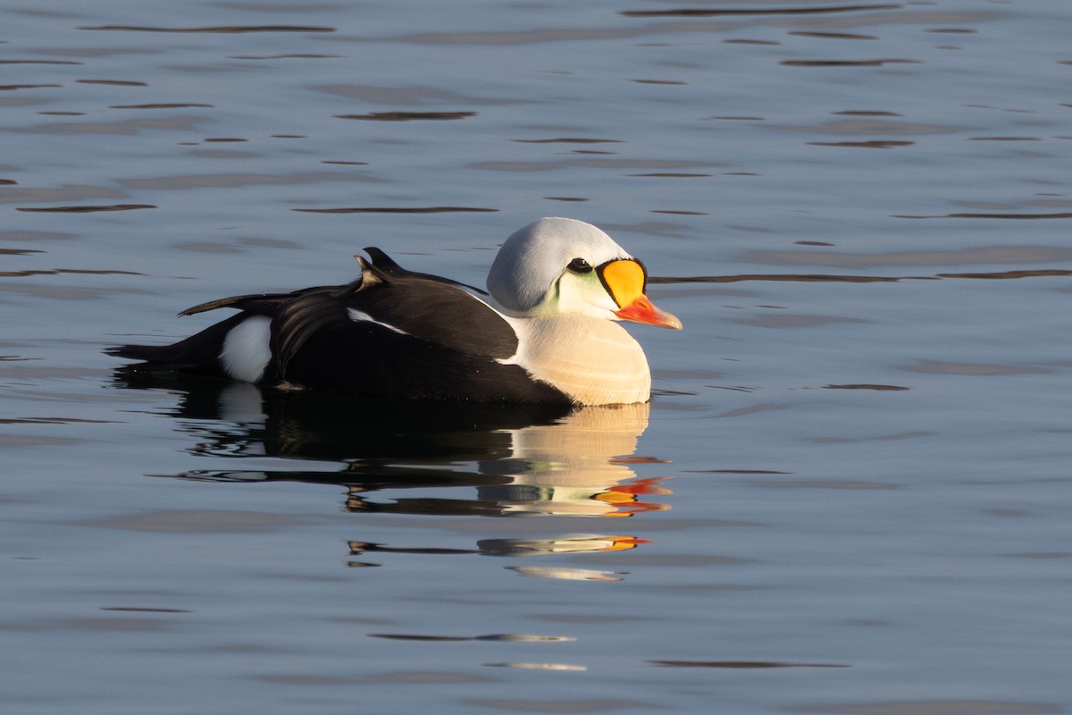 Гага-гребенушка - ML644649470