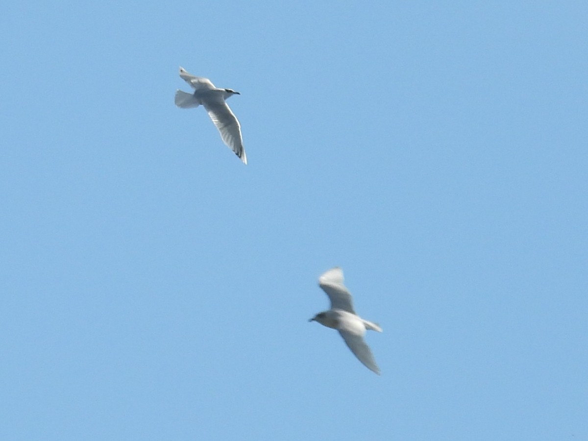 Mediterranean Gull - ML644649477
