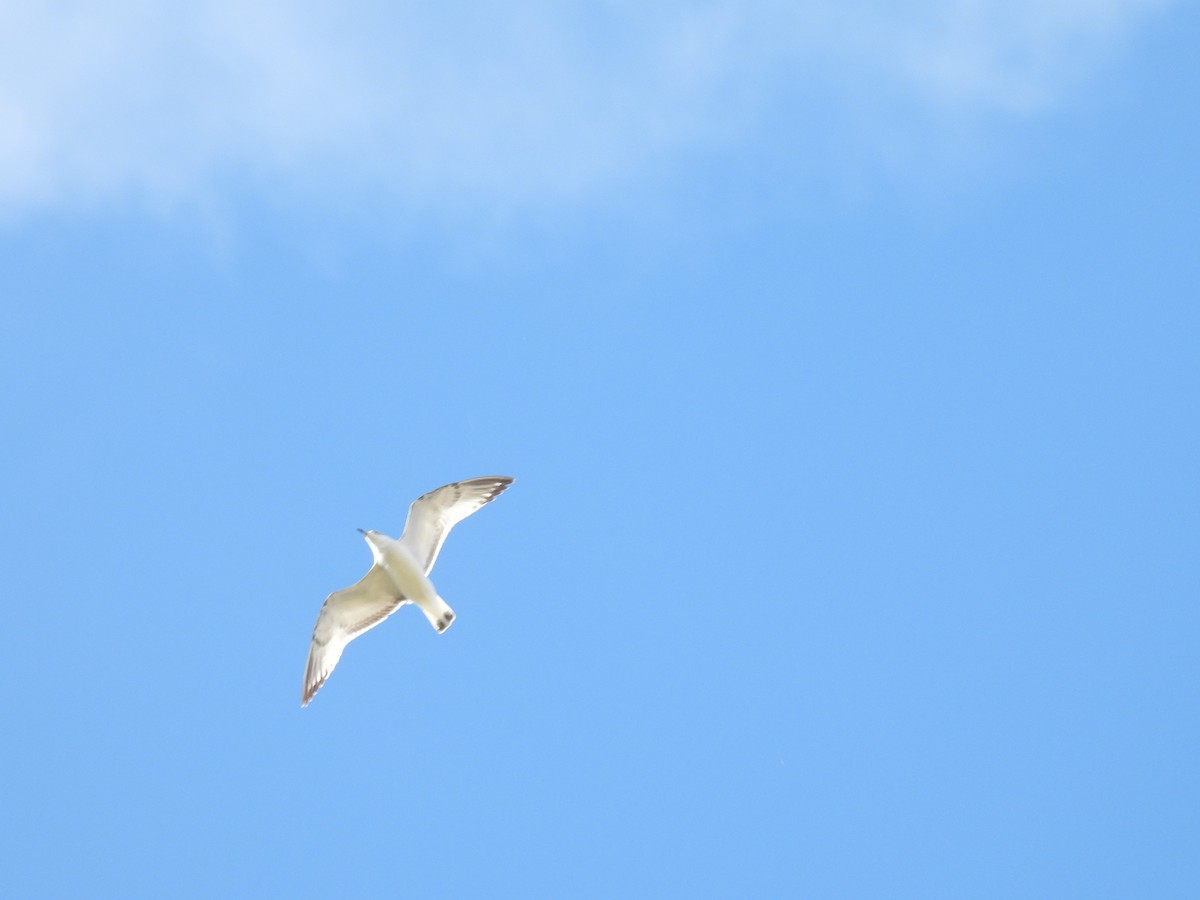 Mediterranean Gull - ML644649486