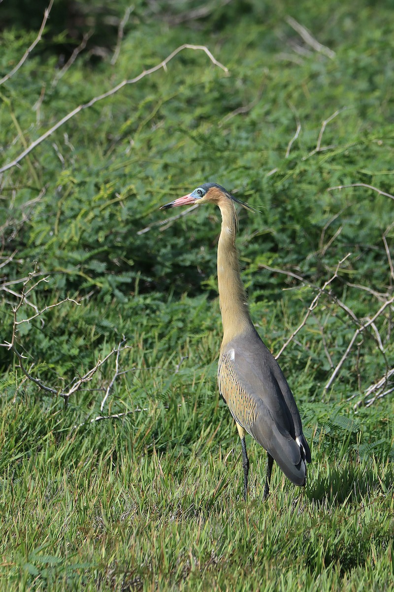 Whistling Heron - ML644649494