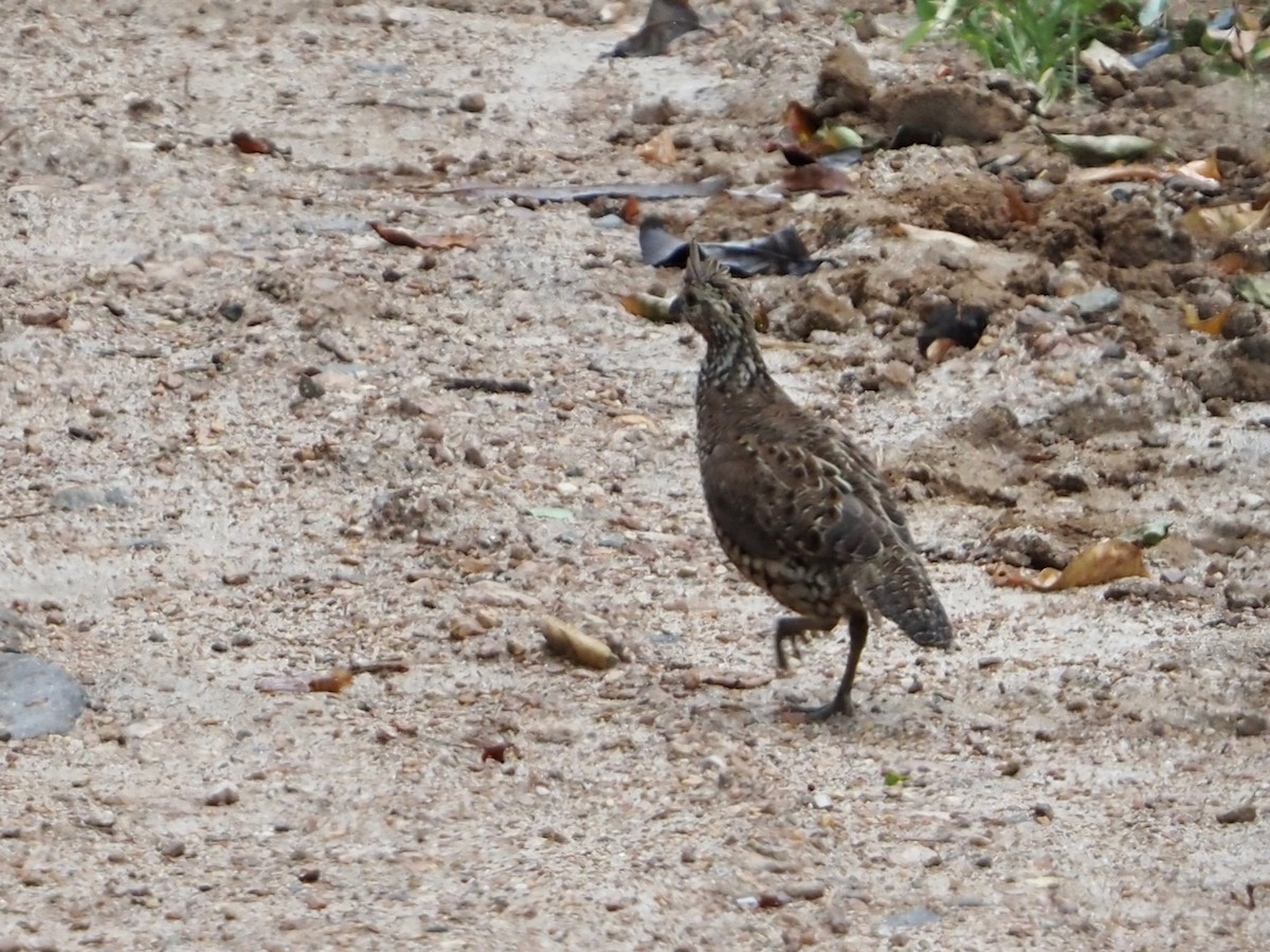 sørkrattvaktel - ML644649503