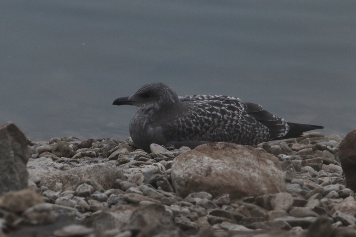 racek americký - ML644649504