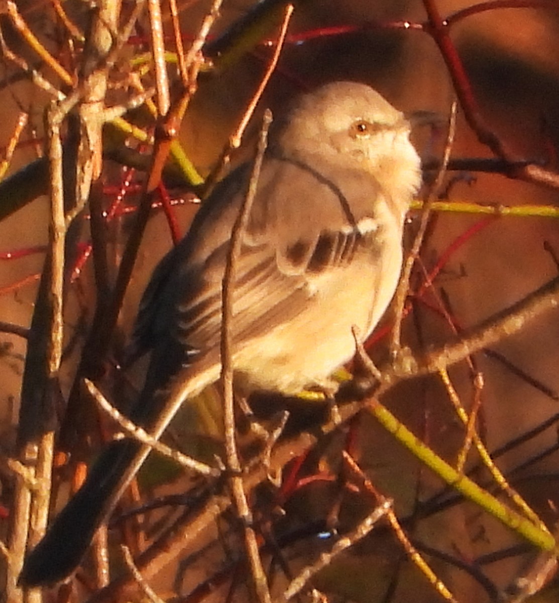 Пересмішник багатоголосий - ML644649529