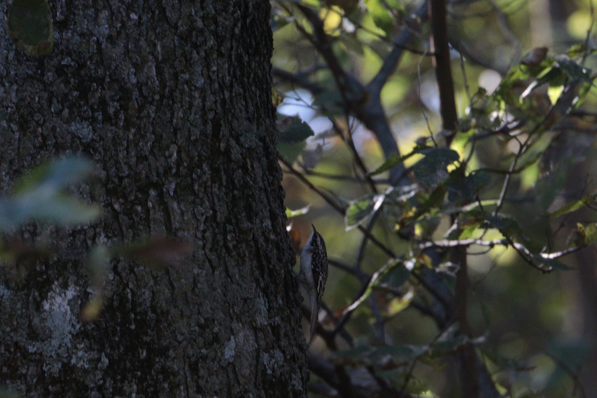 šoupálek americký - ML644649530