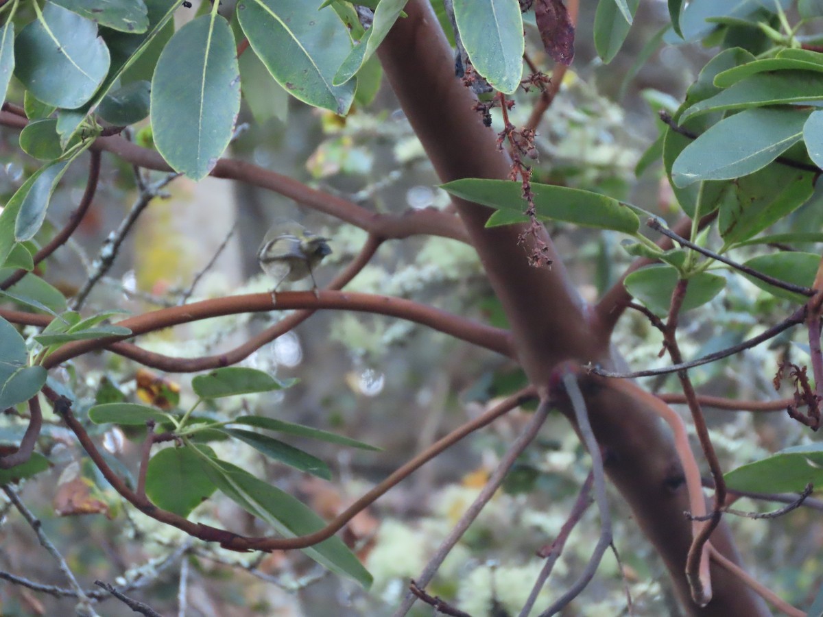 Rubingoldhähnchen - ML644649556