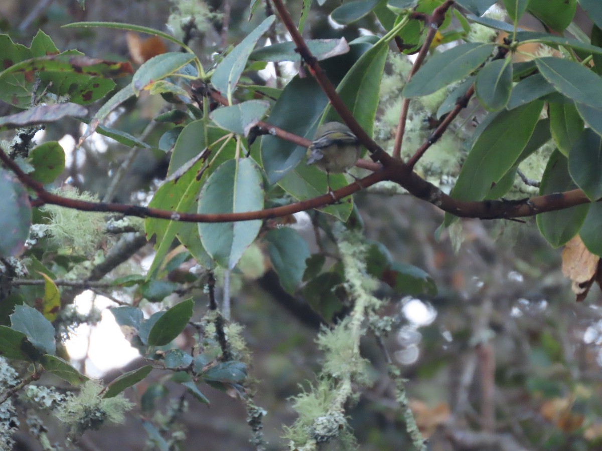 Rubingoldhähnchen - ML644649557