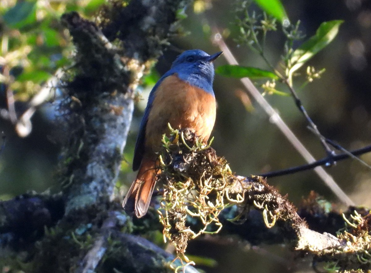 Нагірник струмковий (підвид sharpei) - ML644649563