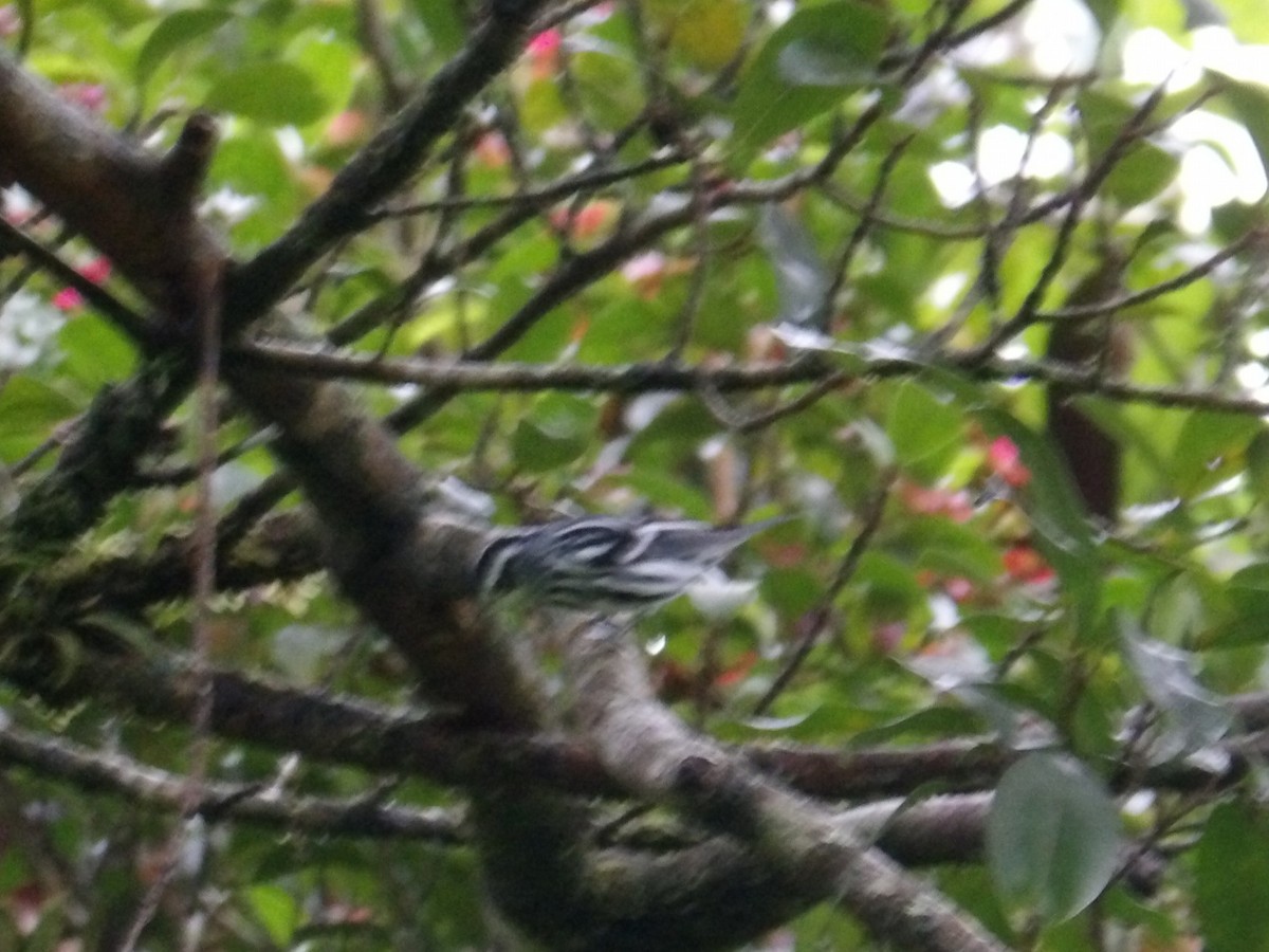 Пищуховая древесница - ML644649566