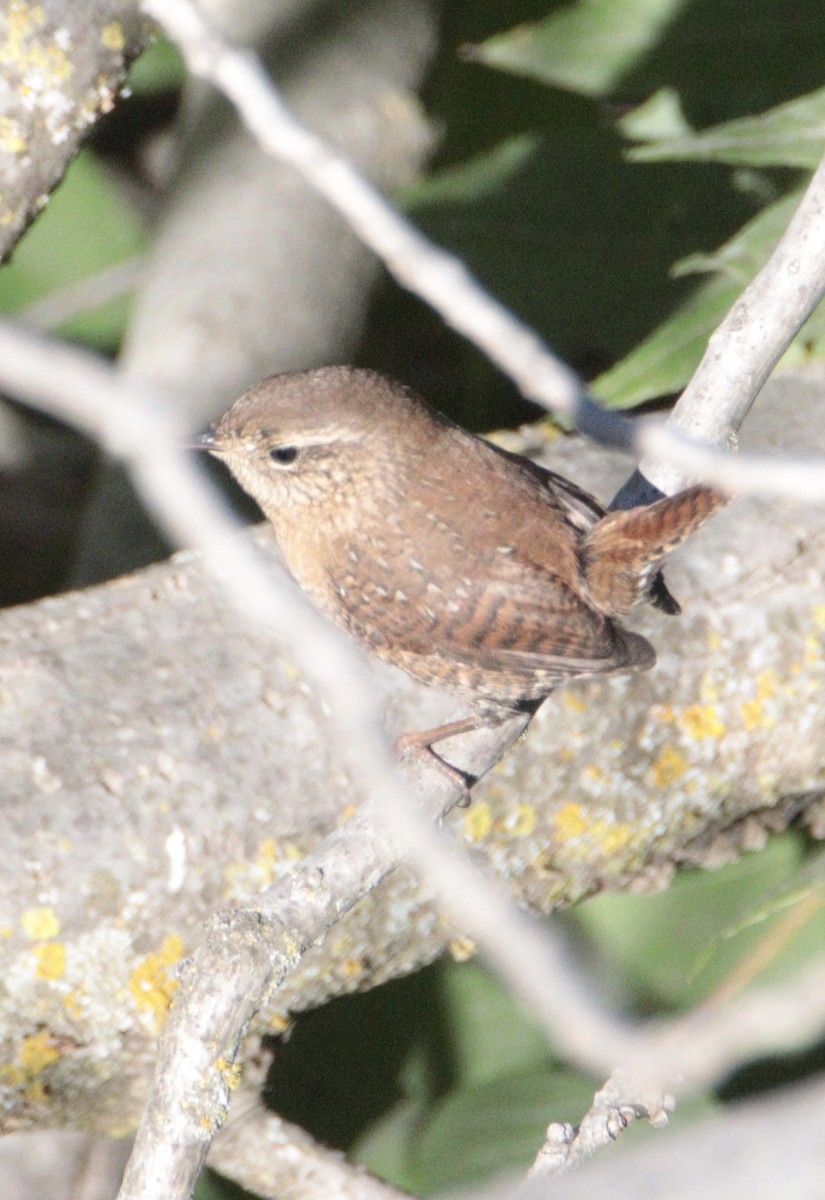 střízlík kanadský - ML644649567