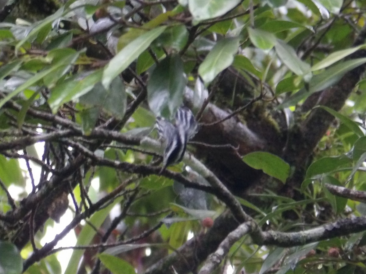 Пищуховая древесница - ML644649568