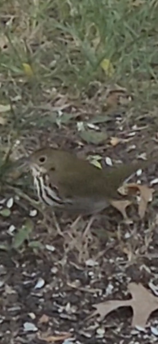 Paruline couronnée - ML644649607