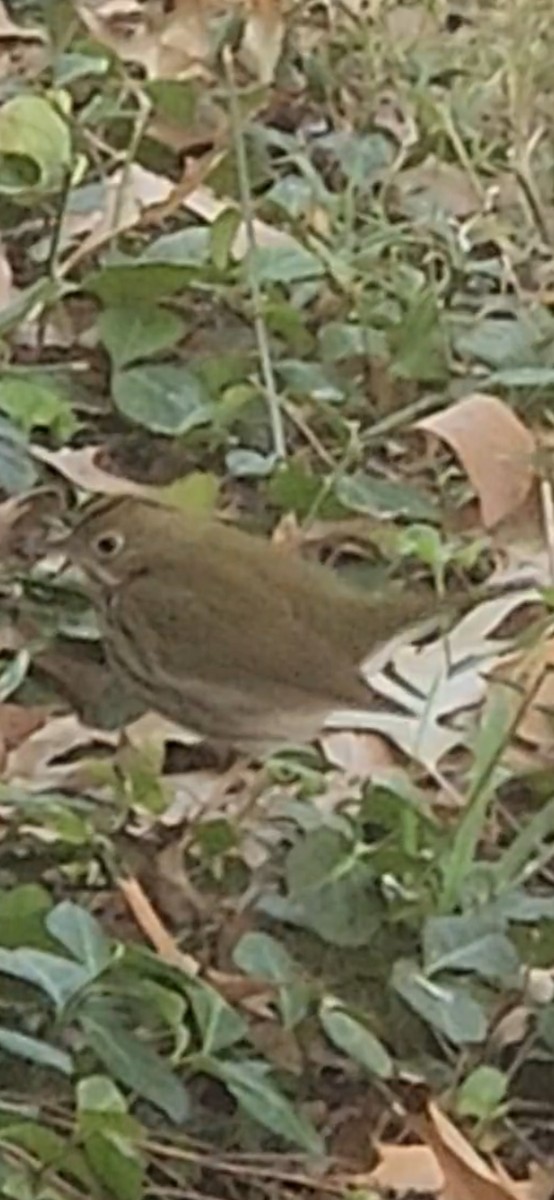 Paruline couronnée - ML644649608