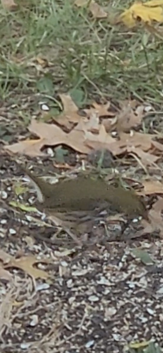 Paruline couronnée - ML644649609