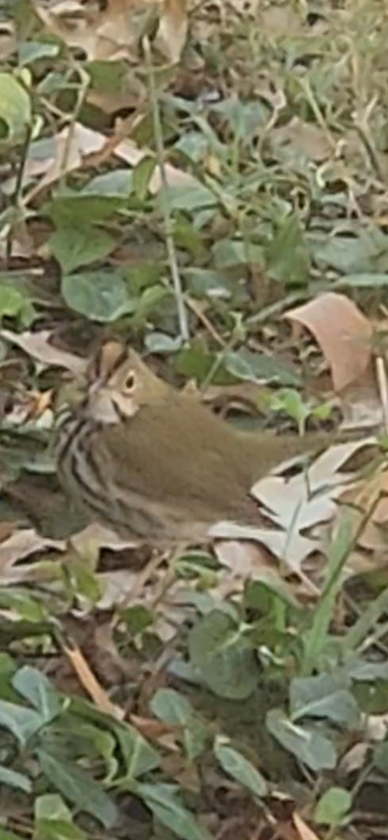 Paruline couronnée - ML644649610